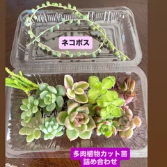 2025年最新】カット苗 多肉の人気アイテム - メルカリ
