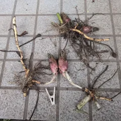 2025年最新】みょうが地下茎の人気アイテム - メルカリ