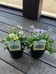 ブランド名不明　　ミニチュアビオラ　　新古品 : 18粒 アンティークなくすみカラービオラしんしん花の種