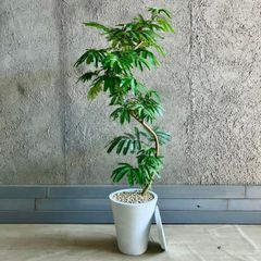 大型 幹太 根上がり モンステラ デリシオーサ 9号 テラコッタ鉢植え