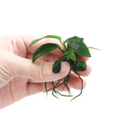 （ネコポス）★株売り★　組織培養　アヌビアスナナ（水上葉）（５株）（４６１７５４）