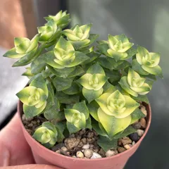 2025年最新】カット苗 多肉の人気アイテム - メルカリ