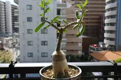 2025年最新】パキポディウム サキュレンタムの人気アイテム - メルカリ