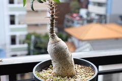沖縄盆栽 アコウ メルカリ便 - メルカリ