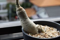 パキポディウム サキュレンタム 斑入り - メルカリ