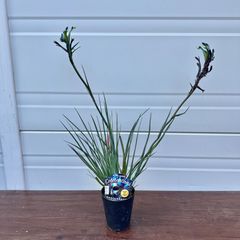 現品】④ グレビレア バンクシー 8号 オージープランツ ②