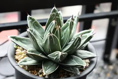 2025年最新】アガベ ビクトリアレジーナ Agaveの人気アイテム - メルカリ