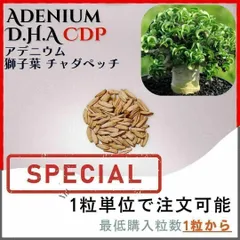 【種子】アデニウム 獅子葉 CDP /セット割あり 数量1粒から購入OKのサムネイル
