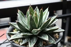 2025年最新】アガベ ビクトリアレジーナ Agaveの人気アイテム - メルカリ