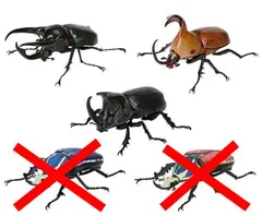 いきもの大図鑑 かぶとむし06 × 3種セット 大型 昆虫 模型 かぶとむし カブトムシ カブト虫 ミニチュア フィギュア ガチャ ガチャガチャ カプセルトイ アトラスオオカブト クラヴィゲールタテヅノカブト オオツノメンガタカブト
