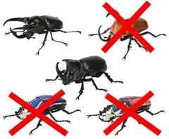 いきもの大図鑑 かぶとむし06 × 2種セット 大型 昆虫 模型 かぶとむし カブトムシ カブト虫 ミニチュア フィギュア ガチャ ガチャガチャ カプセルトイ アトラスオオカブト オオツノメンガタカブト