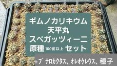 チランジア ファシクラータ, Canon del Zopilote - メルカリ