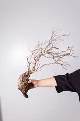 特価】ラスト芽吹き株②オペルクリカリア パキプス ベアルート 2025年8