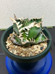 亀甲竜 ディオスコレア・エレファンティペス カクタス長田 多肉植物