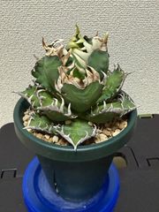 緊急値下 チレコドン 万物想 良株 レティキュラーツス 多肉植物 現地株