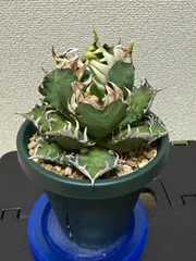 2025年最新】アガベ レッドキャットウィーズルの人気アイテム - メルカリ