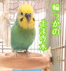 a32 粟の穂ホルダー バードトイ インコ 止まり木 - メルカリ
