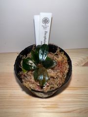 Bucephalandra.Diablo ブセファランド ラ ディアブロ - メルカリ