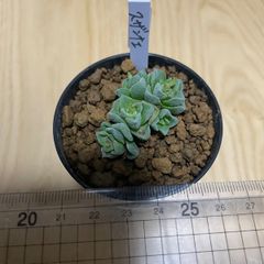 桜水晶 ハオルチア 多肉 抜き苗 美苗 - メルカリ