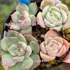 多肉植物 セット 小苗 実生苗 葉挿し苗 エケベリア他