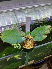 Bidayuha Crassispatha Kalimantan Barat子株 Bidayuha crassispatha Kalimantan Barat - メルカリ