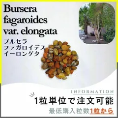 2025年最新】ブルセラの人気アイテム - メルカリ
