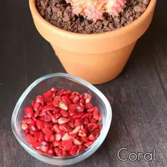 さざれ石 赤珊瑚 極小粒 小粒 50g 珊瑚 浄化 インテリア 天然石 1月 誕生石 オルゴナイト プレゼント ギフト ハンドメイド ちょい足し 多肉植物 植物 化粧石 敷石 珊瑚 赤 Pasmii