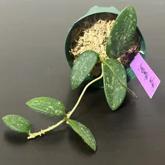 2025年最新】ほやの人気アイテム - メルカリ