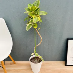 2025年最新】フィカスアルテシマの人気アイテム - メルカリ