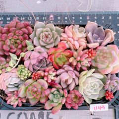 39（サンキュー）セール!!多肉植物 韓国エケベリア 5苗セット - メルカリ