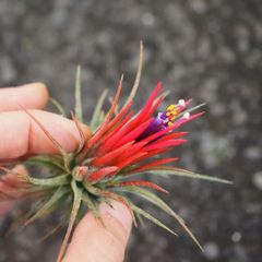 イオナンタ・フエゴ（スーパーレッド） エアプランツ　エアープランツ　チランジア