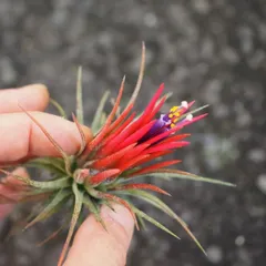 2025年最新】エアープランツ チランジアの人気アイテム - メルカリ