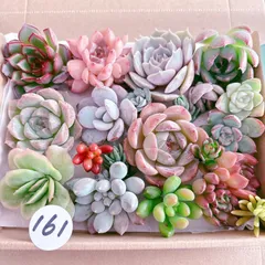 161  多肉植物寄せ植えセット