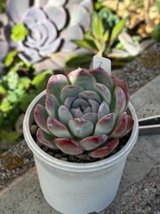 多肉植物 毒りんご ① 抜き苗 - メルカリ