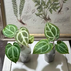 アンスリウム　レアハイブリッド2種　有名店タグ付き　破格 アンスリウム レアハイブリッド2種 有名店タグ付き 破格 アンスリウム