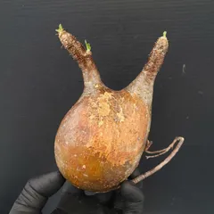 2025年最新】グラキリス ベアルートの人気アイテム - メルカリ