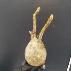 2025年最新】グラキリス ベアルートの人気アイテム - メルカリ