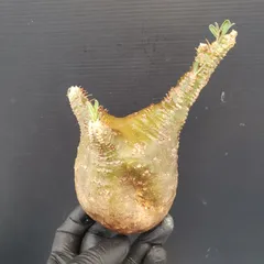 2025年最新】グラキリス ベアルートの人気アイテム - メルカリ