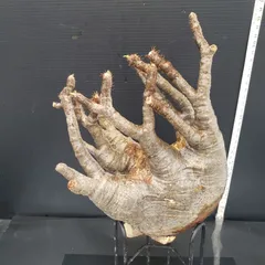 2025年最新】グラキリス ベアルートの人気アイテム - メルカリ