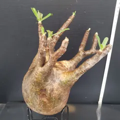 2025年最新】グラキリス ベアルートの人気アイテム - メルカリ