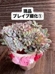 多肉植物 ♡アリエル 古株 大苗♡綴化開始？？ アリエル 】エケベリア属 P○成長記録○多肉植物 | みどりあお 多肉