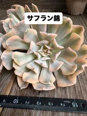 韓国多肉カット苗 2025年最新】多肉 カット苗 韓国苗の人気アイテム - メルカリ