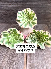 2025年最新】アエオニウムの人気アイテム - メルカリ