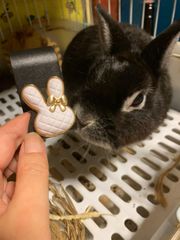 Item thumbnail for item fbc4ece9-669c-4fe2-abc3-b1d1fc46c5b4