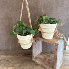 【サンプル】テラコッタハンギング フィロデンドロン ミカンス Phillodendron micans フィロデンドロン フィロデン 観葉植物 観葉 植物 つる性植物 つる性 ハンギング インテリア プレゼント おしゃれ グリーン 母の日 父の日 誕生日