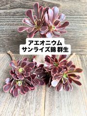 ☆多肉植物 マカベアナ錦 エケベリア 韓国苗☆ - メルカリ