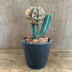 2025年最新】gymnocalyciumの人気アイテム - メルカリ