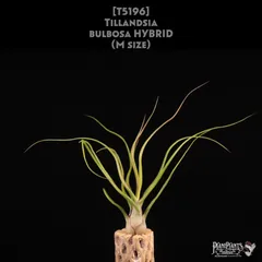 トロピフローラ株】 T. bulbosa f. alba ブルボーサ アルバ トロピ