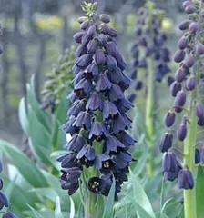 kayo様専用　フリチラリア’ペルシカ'他3品種　球根