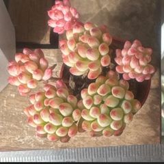 大セール‼️古都の葉さん苗❣️小桃いろは❣️札付き❗️多肉 大セール‼️古都の葉さん苗❣️小桃いろは❣️札付き❗️多肉